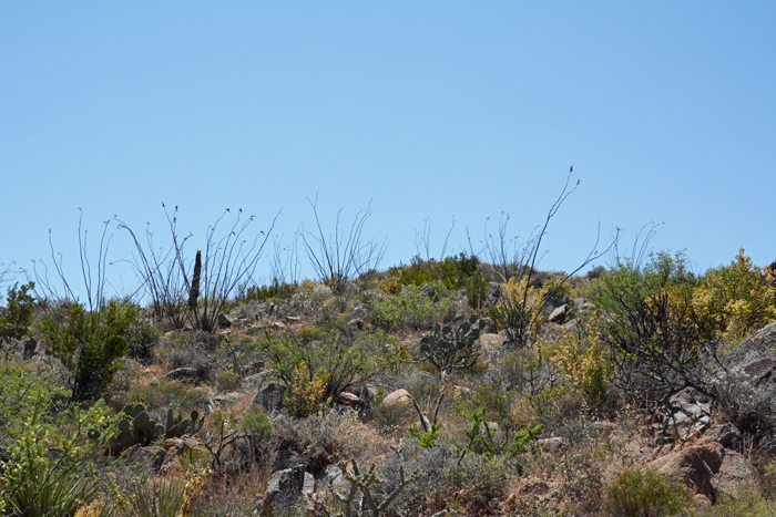 Fouquieria splendens, Ocotillo, Southwest Desert Flora